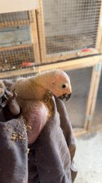 Baby grijze roodstaart, Animaux & Accessoires, Oiseaux | Perruches & Perroquets, Bagué