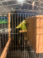 Bewezen koppel Forpussen te koop, Dieren en Toebehoren, Vogels | Parkieten en Papegaaien, Meerdere dieren, Dwergpapegaai of Agapornis