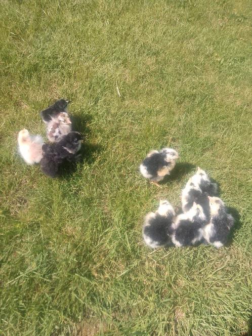 Kuikens van 2 verschillende rassen, Dieren en Toebehoren, Pluimvee, Kip, Geslacht onbekend