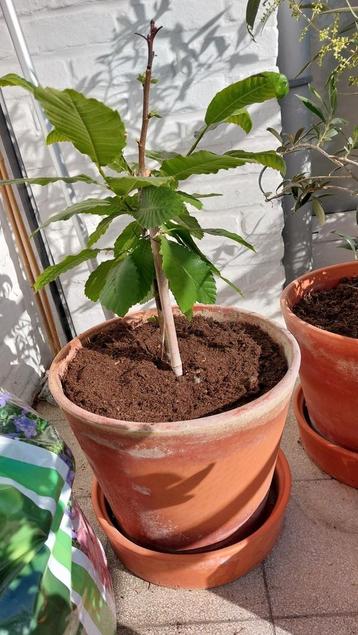 Kastanje/kastanje in een pot, Ophalen, In pot, Overige soorten