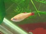 Chinese Danio Gold vis (mannetje) te koop, Dieren en Toebehoren, Vissen | Aquariumvissen, Vis, Zoetwatervis