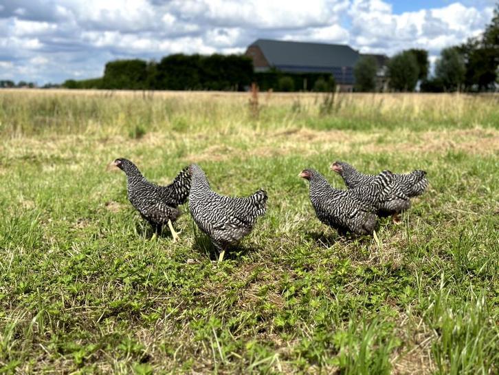 Jonge tamme Amrock kippen groot ras gesekst en ingeënt, Dieren en Toebehoren, Pluimvee, Kip, Vrouwelijk
