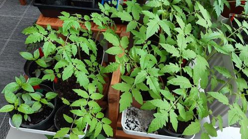 Plant de piment, tomate...bio !, Jardin & Terrasse, Plantes | Jardin, Enlèvement ou Envoi