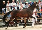 Fokmerrie/dressuurpaard van Lord Leatherdale, Dieren en Toebehoren, Paarden, Merrie, Gechipt, M, Dressuurpaard