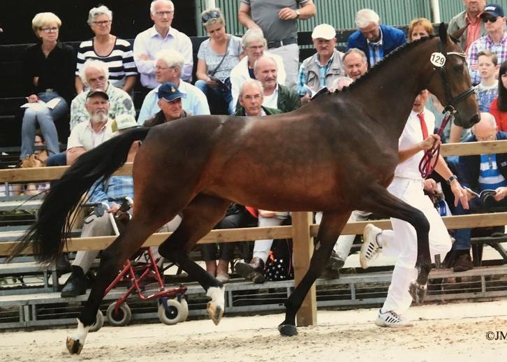 Fokmerrie/dressuurpaard van Lord Leatherdale, Dieren en Toebehoren, Paarden, Merrie, M, 165 tot 170 cm, 11 jaar of ouder, Dressuurpaard