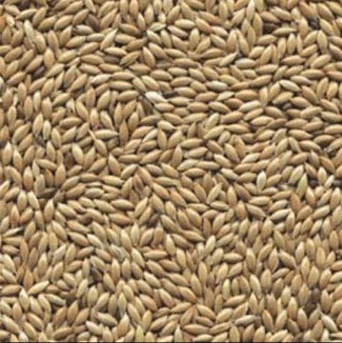Witzaad ( kanariezaad ) 1kg -enkelvoudige zaden- ook in 25kg, Dieren en Toebehoren, Vogels | Toebehoren, Ophalen of Verzenden