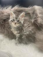 Maine coon kittens, Dieren en Toebehoren, Meerdere dieren, Gechipt, 0 tot 2 jaar