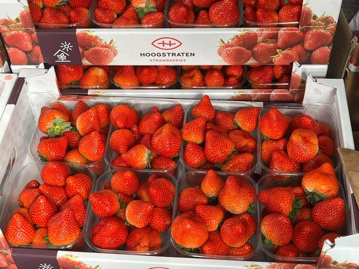 AARDBEI 12 Locaties antwerpse kempen lees, Diversen, Levensmiddelen, Ophalen