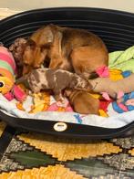 Dwergpinscher harlekijn reu, België, CDV (hondenziekte), 8 tot 15 weken, Eén hond