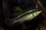 pelvicachromis drachenfelsi wouri F1, Vis, Zoetwatervis