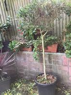 Olijfboom, Tuin en Terras, Planten | Bomen, Ophalen, Olijfboom