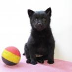 Schipperke pups te koop (Belgische), Dieren en Toebehoren, Honden | Herdershonden en Veedrijvers, België, CDV (hondenziekte), 8 tot 15 weken