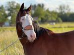 Knappe 4-jarige Quarter Horse ruin, Minder dan 160 cm, Gechipt, Ruin, Zadelmak
