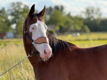 Knappe 4-jarige Quarter Horse ruin beschikbaar voor biedingen