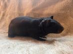 Goud agouti jong skinny cavia beertje, Dieren en Toebehoren, Knaagdieren, Mannelijk, Cavia, Tam