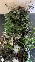 Tradescantia, Huis en Inrichting, Ophalen of Verzenden, Zo goed als nieuw