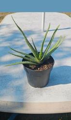 Aloe vera plant 20 a 25 cm hoog met pot 1,4l
Mooie plantjes, Ophalen