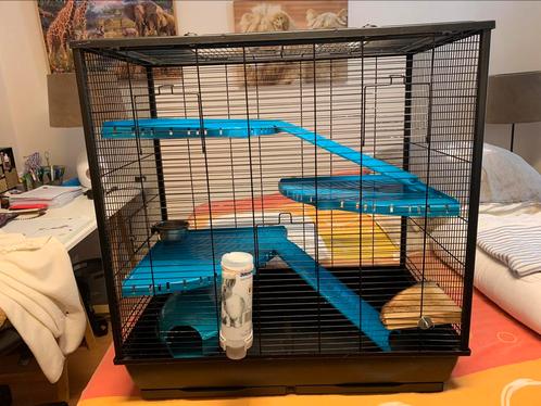 Cage pour rats ou furets, Animaux & Accessoires, Rongeurs & Lapins | Cages & Clapiers, Utilisé, Cage, 60 à 90 cm, 75 à 110 cm