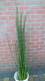 Japanse holpijp, Tuin en Terras, Ophalen, Vaste plant