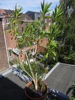 Laurier-rose Blanc! Nérium Oleander. 50€/P, Tuin en Terras, Planten | Tuinplanten, Vaste plant, Halfschaduw, Zomer, Ophalen