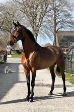 super mooie getalenteerde merrie, Cheval de dressage, ZZ, Jument, Vermifugé