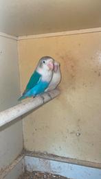 Jonge fischeri’s opaline, Dieren en Toebehoren, Meerdere dieren, Dwergpapegaai of Agapornis, Geringd