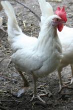 Drie hennen witte leghorn (Dekalb White), Dieren en Toebehoren, Pluimvee, Vrouwelijk, Kip