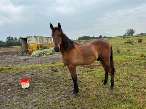 Jaarling PRE, Dieren en Toebehoren, Pony's