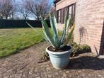 cactus agave, Volle zon, Vaste plant, Bloeit niet, Ophalen