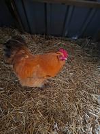 Undercover haan, Dieren en Toebehoren