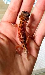 Nephrurus vertebralis, Animaux & Accessoires, Avec terrarium