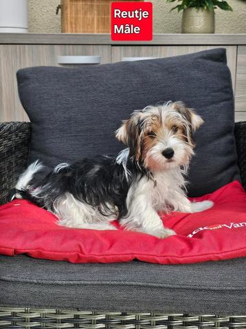 mooie boomer pup beschikbaar voor biedingen