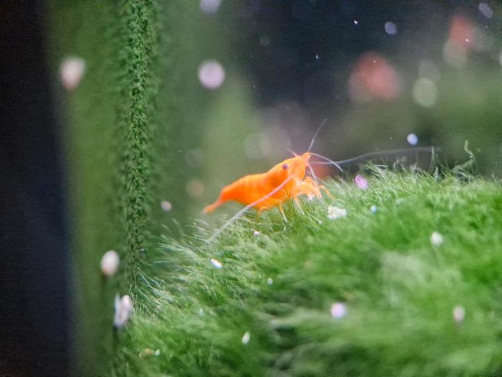 Neocaridina Orange – Oranje Garnalen, Dieren en Toebehoren, Vissen | Aquariumvissen, Zoetwatervis, Kreeft, Krab of Garnaal