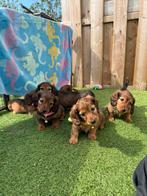 Prachtige langharige dwergteckel pups, België, CDV (hondenziekte), 8 tot 15 weken, Dwerg