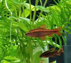 Hobbyaquarium Sherry barbeel, Poisson, Poisson d'eau douce, Banc de poissons