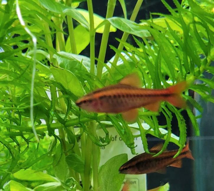 Hobbyaquarium Sherry barbeel, Animaux & Accessoires, Poissons | Poissons d'aquarium, Poisson d'eau douce, Poisson, Banc de poissons