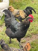 Kruising Ayam Cemani / Brahma Isabel, Dieren en Toebehoren, Pluimvee, Mannelijk, Kip