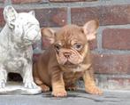 Schitterend Choco Tan Frans Bulldog reutje, 8 weken, Dieren en Toebehoren, België, Fokker | Hobbymatig, Reu, CDV (hondenziekte)