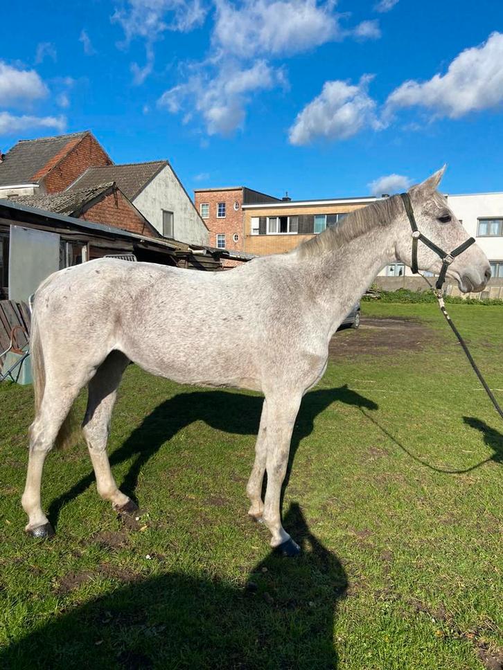 2 fokmerries, Dieren en Toebehoren, Paarden, Merrie, Z