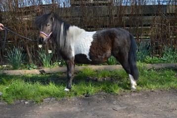 Mini merrie, Dieren en Toebehoren, Pony's, Merrie