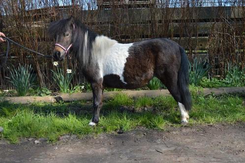 Mini merrie, Dieren en Toebehoren, Pony's, Merrie