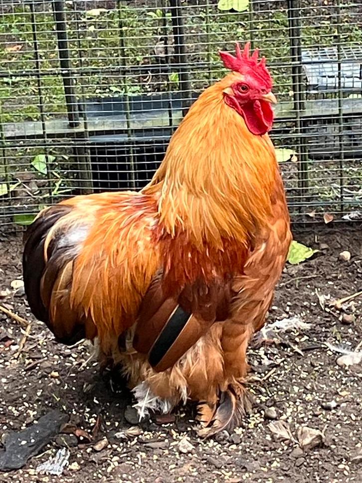 Cochin kriel Haantje, Dieren en Toebehoren, Pluimvee, Kip, Mannelijk