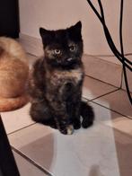 Alice - brits korthaar - mag het nest al verlaten, Dieren en Toebehoren, Katten en Kittens | Raskatten | Korthaar, Poes, Gechipt