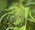 Panicum Northwind aan super solden, Enlèvement, Mi-ombre