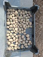Plantaardappelen, Diversen, Ophalen