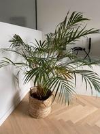 Kamerplant palm, Maison & Meubles, Plantes d'intérieur, Enlèvement, Palmier, 100 à 150 cm