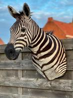 Taxidermie zebra, Enlèvement