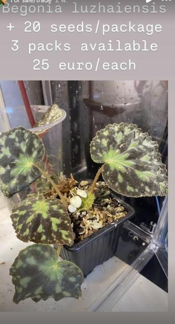 Begonia Luzhaiensis ZADEN disponible aux enchères