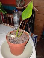 PHILODENDRON MAYOI groene kamerplant, Huis en Inrichting, Kamerplanten, Overige soorten, Minder dan 100 cm, Groene kamerplant