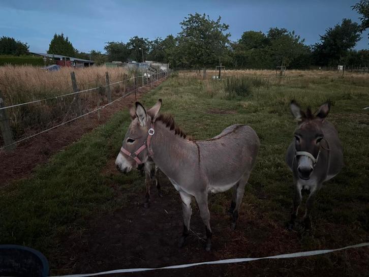 3 mooie ezelmerries, Dieren en Toebehoren, Pony's, Merrie